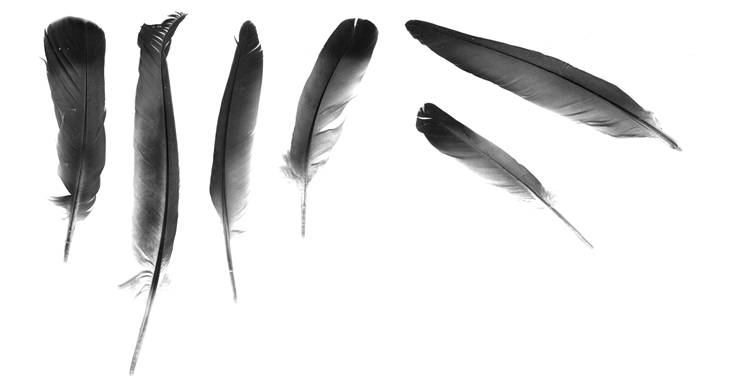 Picture Of Feathers For Writing
