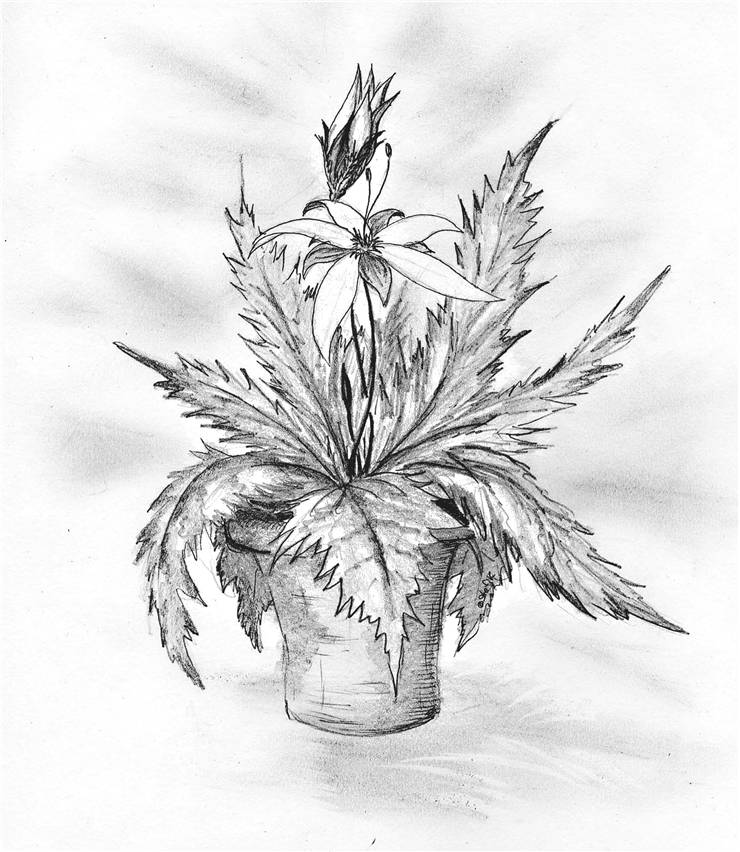 Picture Of Pencil Drawing Of Flower
